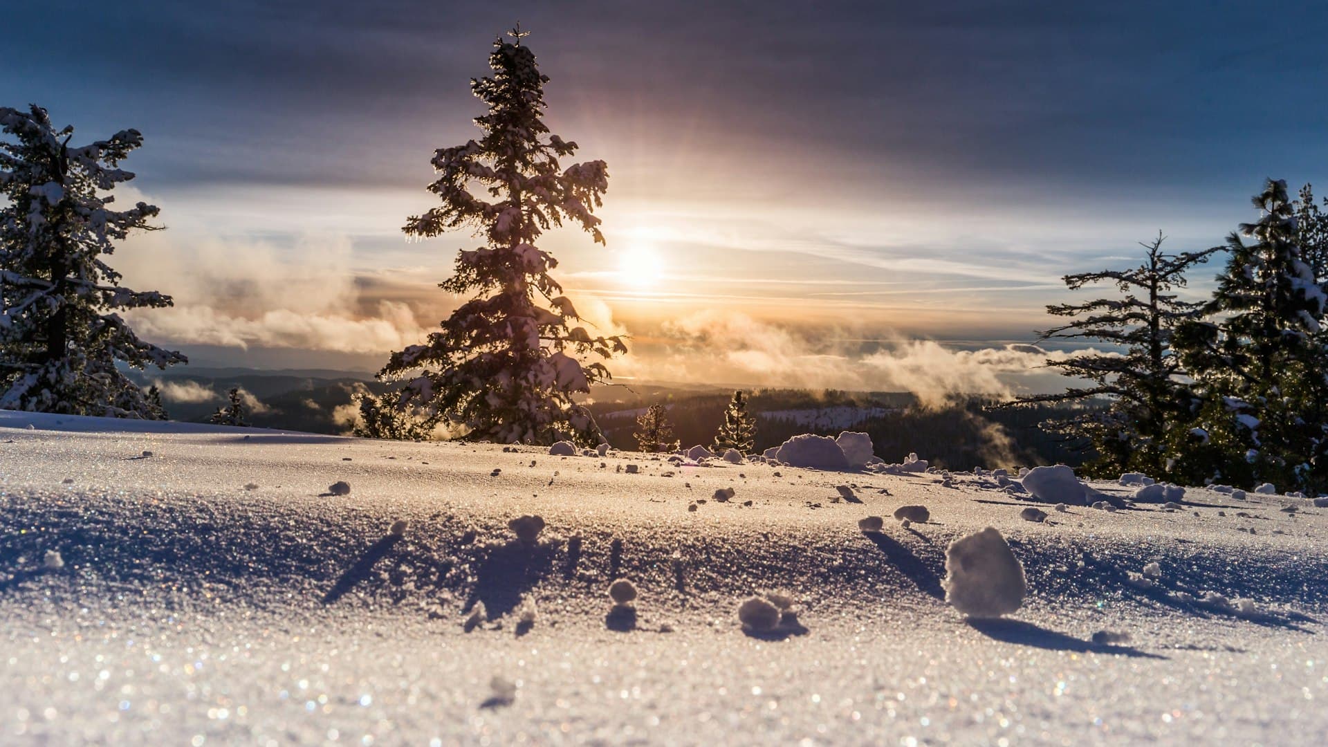 Snow-covered Sierra Nevada pines at golden hour